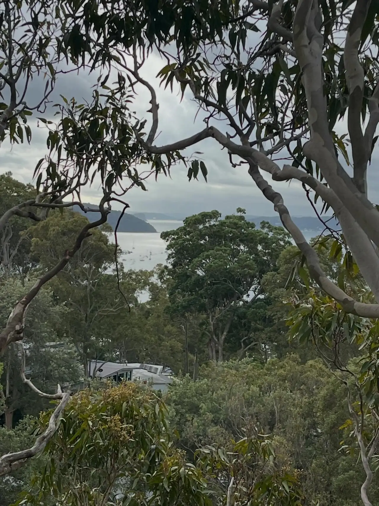 Gum canopy above homes on a bushland edge