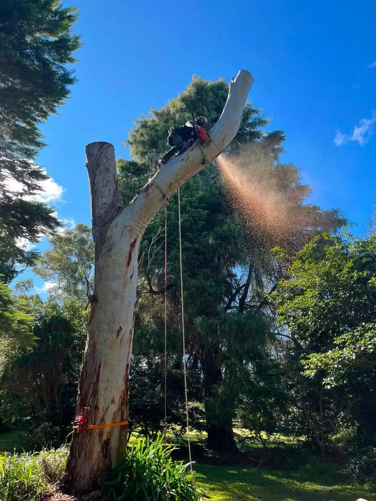 Climber cutting through a gum trunk